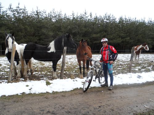 4-CHEVAUX.JPG
