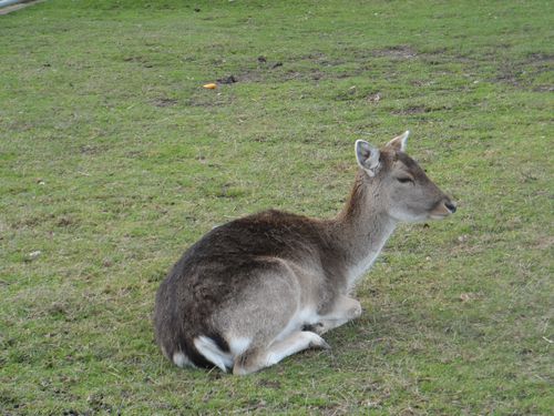 BICHE.JPG