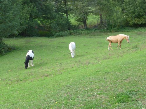 CHEVAUX.JPG