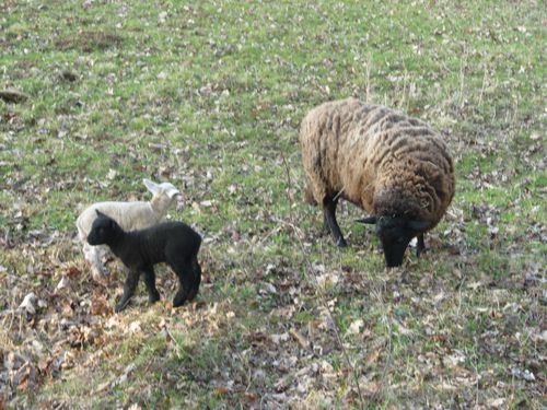 MOUTONS.jpg