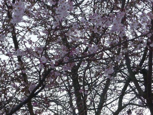 HIVER OU PRINTEMPS ?