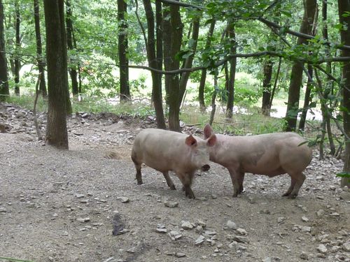 COCHONS