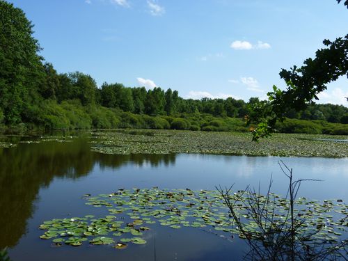 ETANG.jpg