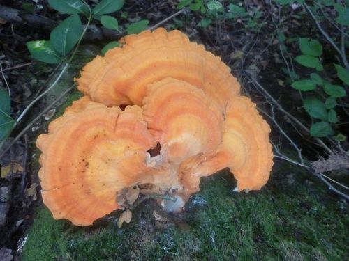 CHAMPIGNON