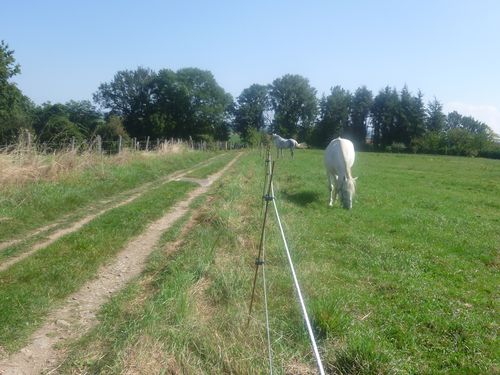 Chevaux