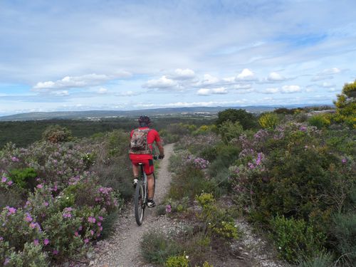 RHODODENDRON.JPG