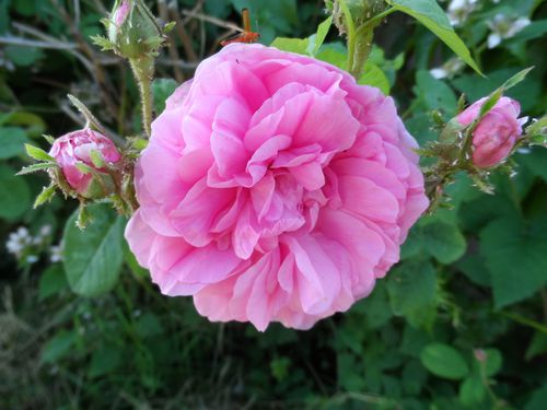 ROSE.JPG