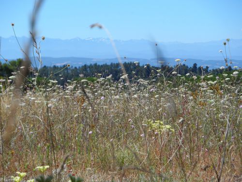 HERBES.JPG
