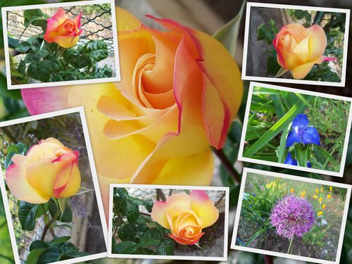 jardin 8 mai