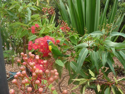 Perruche-botanic-gardens.JPG