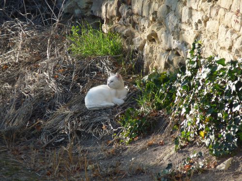 Chat-blanc.JPG