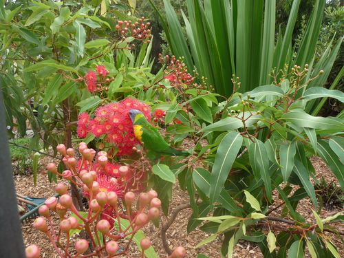 Fleurs exotiques 3