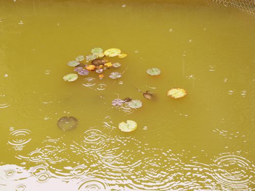 Veilled-e-l-ete-pluie.JPG