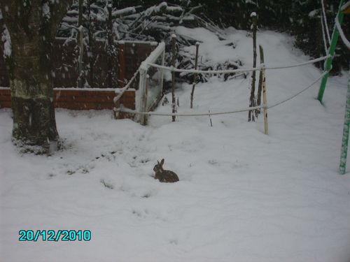 Lapin dans la neige 20 12 2010