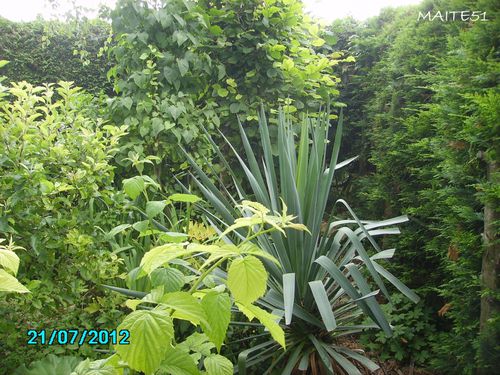 Fond-du-jardin-fouillis-avant-21-07-2012.JPG