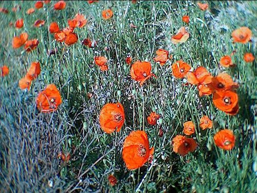 Coquelicots