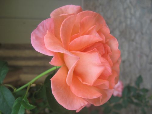 fleurs-6699.jpg