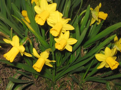 fleurs-7359.jpg