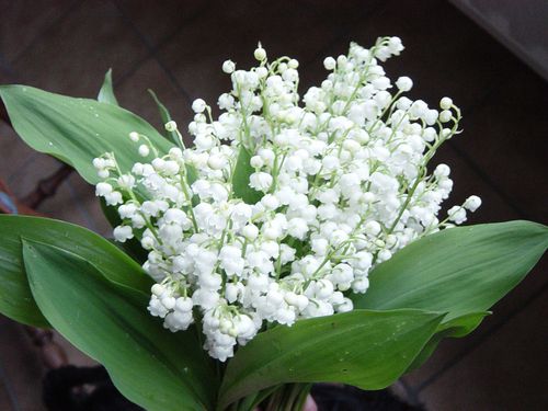 photo muguet-1