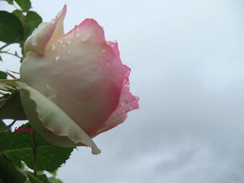 DSCF1993R.JPG