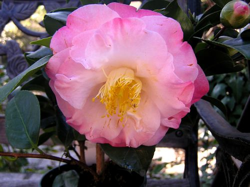 Camelia imbricada rosa