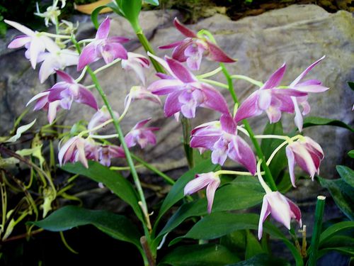 Dendrbium-val-peck.JPG