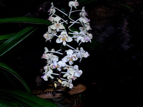 Phalaenopsis-celebensis.JPG