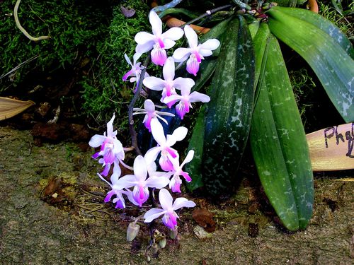 Phalaenopsis-lindenii.JPG
