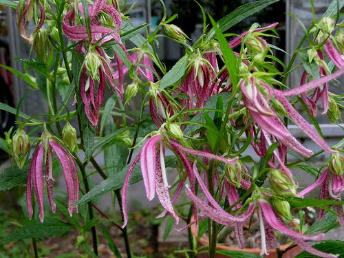 campanula-pink-octopus--3-.JPG