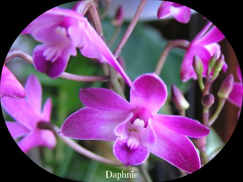 Dendrobium winter beauty (2)