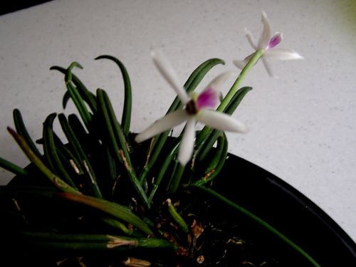 20030101 05 (8)