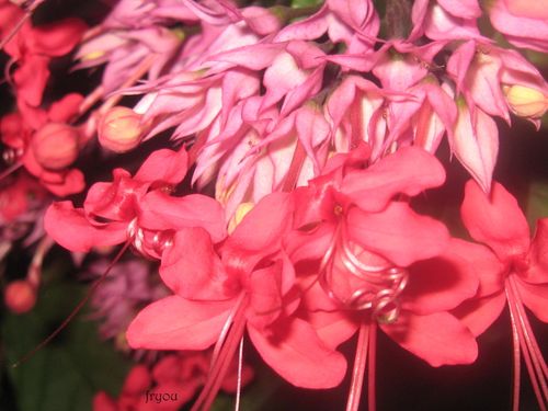jardin-2010 1419