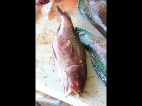 retour pêche 050