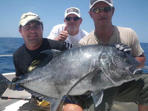 carangue GT 26 kg