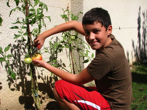 2010.08.31 Corentin coupe sa 1ère tomate1