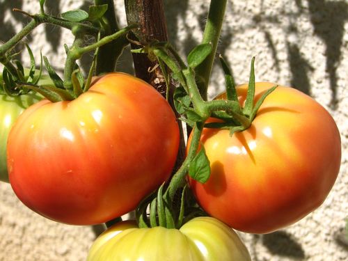 2010.08.31 Nos 1ères tomates