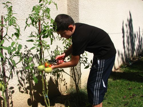 2010.08.31 Tristan coupe sa 1ère tomate1