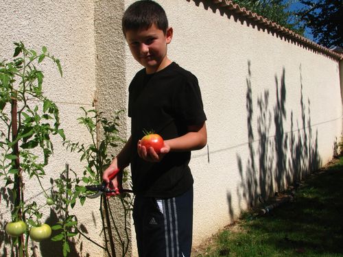 2010.08.31 Tristan coupe sa 1ère tomate2
