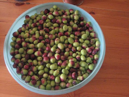 2011.11.09-3-500-kg-d-olives.jpg