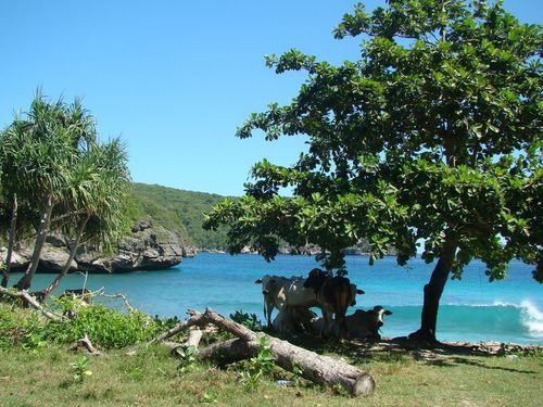 Maluk