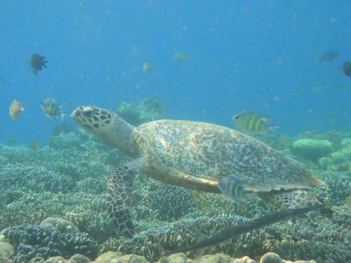 Pulau Seraya