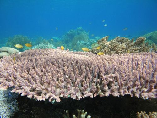 Pulau Seraya