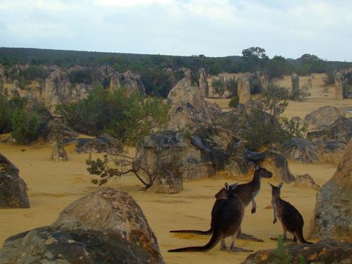 Pinnacles & Kalbarri