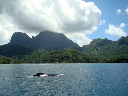Moorea
