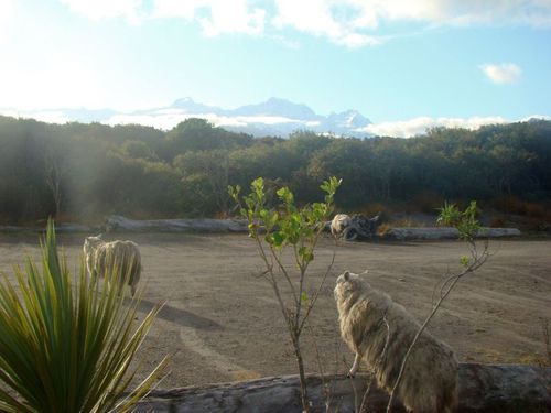 Fox Glacier