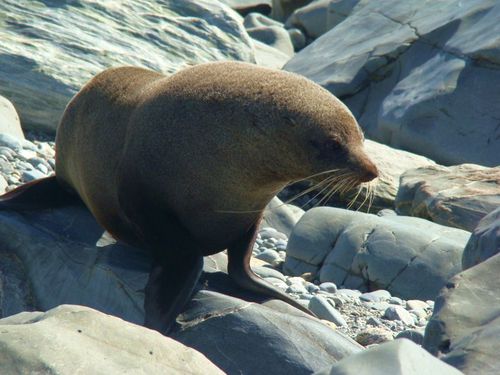 Fox Glacier
