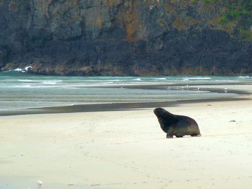 Otago Peninsula