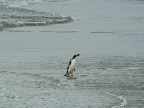 Otago Peninsula