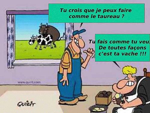 vache