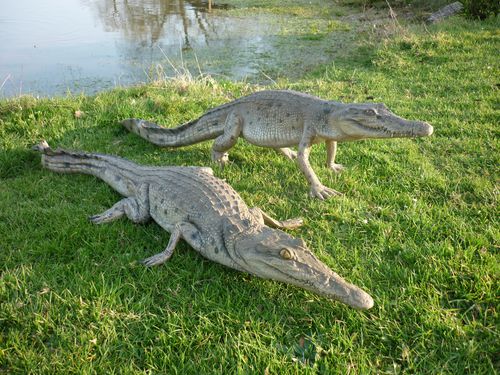 bebe-crocodile-grandeur-nature.JPG